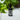 Parasite Cleanse Extract